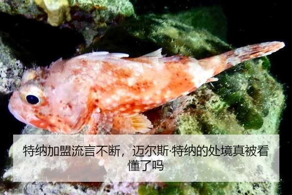 特纳加盟流言不断，迈尔斯·特纳的处境真被看懂了吗
